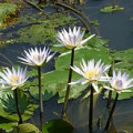 برگ نیلوفر آبی Water Lily Leaf